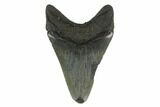 Fossil Megalodon Tooth - South Carolina #130779-1